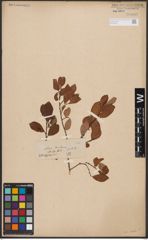 Foto von Salix aurita L.